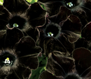 PETUNIA - BLACK MAMBA