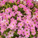 PETUNIA - ITSY PINK