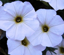 PETUNIA - PEARL WHITE
