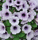 PETUNIA - BLUE ICE