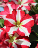 PETUNIA - KING OF HEARTS