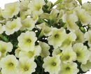 PETUNIA - DURABLOOM YELLOW