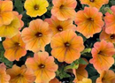 PETUNIA - INDIAN SUMMER