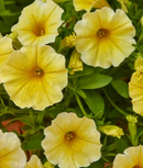 PETUNIA - CALIBURST YELLOW