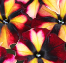 PETUNIA - SUGAR BEET