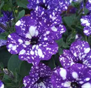PETUNIA - NIGHT SKY