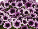 PETUNIA - BLACKBERRY VEIN