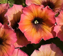 PETUNIA - ARIZONA SKY