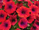 PETUNIA - METALLIC ORANGE