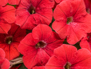 PETUNIA - THE RED