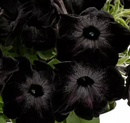 PETUNIA - BLACK WIDOW