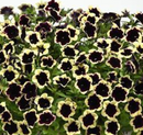 PETUNIA - DARK SATURN
