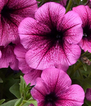 WAVE PETUNIA - ROSE FUSION