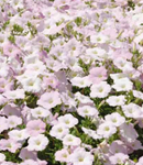 WAVE PETUNIA - MISTY LILAC