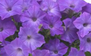 WAVE PETUNIA - LAVENDER SKY BLUE