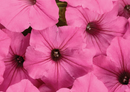 PETUNIA - BUBBLEGUM