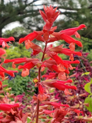 SALVIA - SKYSCRAPER ORANGE