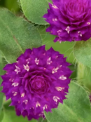 GOMPHRENA - PINBALL PURPLE
