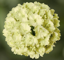 VERBENA - GREEN APPLE