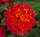 LANTANA - BLACK CHERRY