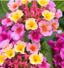 LANTANA - LYCHEE