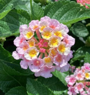 LANTANA - BLUE MOON