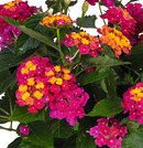 LANTANA - NEON