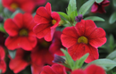 CALIBRACHOA - KONA CHERRY RED