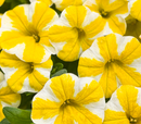 CALIBRACHOA - LEMON SLICE