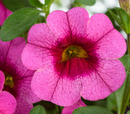 CALIBRACHOA - EYECONIC PINK