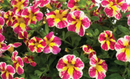 CALIBRACHOA - CANDY BOUQUET
