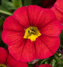 CALIBRACHOA - CHILI PEPPER
