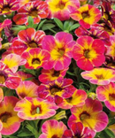 CALIBRACHOA - TART DECO