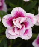 CALIBRACHOA - DOUBLE PINKTASTIC