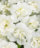 CALIBRACHOA - DOUBLE WHITE