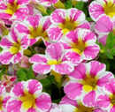 CALIBRACHOA - FANCYBERRY