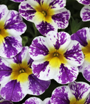 CALIBRACHOA - GRAPESPLASH