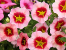 CALIBRACHOA - TIKTOK ORANGE