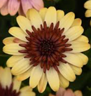 OSTEOSPERMUM - 4D HARVEST MOON