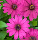 OSTEOSPERMUM - TRADEWINDS DEEP PURPLE