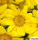 MARGUERITE DAISY - YELLOW