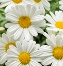MARGUERITE DAISY - SASSY WHITE