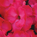 NEW GUINEA IMPATIENS - BRIGHT PINK
