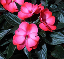 NEW GUINEA IMPATIENS - DARK PINK FLAME