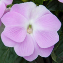 NEW GUINEA IMPATIENS - PRIME ORCHID