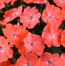 NEW GUINEA IMPATIENS - PRIME PEACH