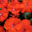 NEW GUINEA IMPATIENS - ORANGE