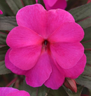 NEW GUINEA IMPATIENS - VIOLET SHADOW