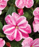 NEW GUINEA IMPATIENS - MAGIC PINK