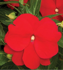 NEW GUINEA IMPATIENS - SONIC RED
